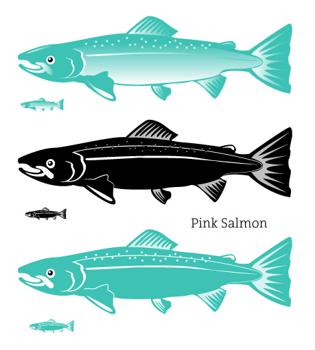 pink-salmon